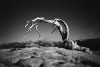 Sentinel Peak_s