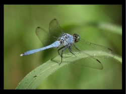 White Background