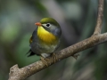 tn_Chinese Robin