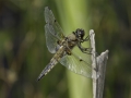tn_Four-spotted chaser
