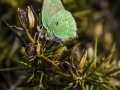tn_Green Hairstreeak