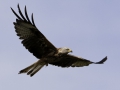 tn_Red kite