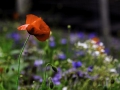 tn_Remembrance