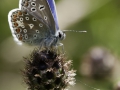 tn_Small Blue