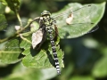 tn_Southern Hawker