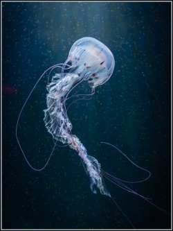 2024-PDIotY-HC-Jellyfish-Rising-DW_et