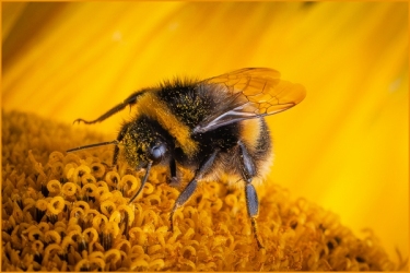 A close‑up of a bumblebee perched on the centre of a yellow flower, its striped body and translucent wings dusted with pollen against the densely textured floral surface.