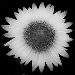 A black‑and‑white close‑up of a sunflower, its radiating petals and spiralling seed head rendered in crisp geometric detail and strong contrast.