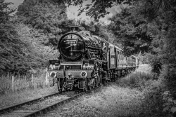 A steam locomotive numbered 45596 travels through dense woodland, pulling passenger carriages with smoke rising as it rounds a curve, photographed in black and white. (Monochrome image)