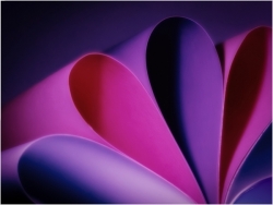 Commended-The-Colour-Purple-Darren-Worthy_et