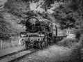 A steam locomotive numbered 45596 travels through dense woodland, pulling passenger carriages with smoke rising as it rounds a curve, photographed in black and white. (Monochrome image)