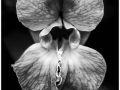 Mono-3-DW_et