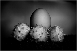 A centred egg with a smooth surface stands behind three textured, spiky seed pods arranged in front of it, all captured in soft monochrome lighting