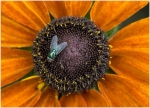 1.-Dave-McLeavy-Image-of-the-year-2019-GREEN-FLY_et