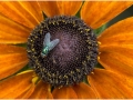 1.-Dave-McLeavy-Image-of-the-year-2019-GREEN-FLY_et
