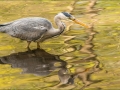 tn_Heron_et