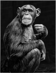 A black‑and‑white portrait of a chimpanzee sitting in a thoughtful pose, its expressive face and textured fur highlighted against a dark, blurred background.