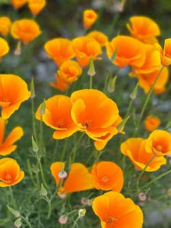 Californian-Poppies_et