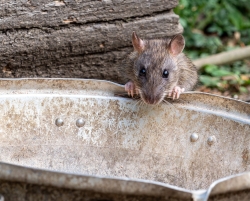 DB-Ratty