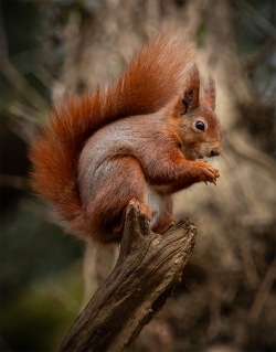 Highly-Commended-Tufty-David-Barnett_et