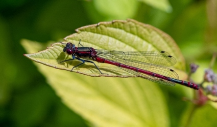 Large-Red-Damselfly-Pyrrhosoma-nymphula_et