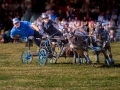 High‑speed equestrian carriage‑driving action shot with three ponies pulling a cart during a competitive event.