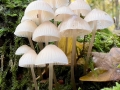 31-ProtY-HC-DB-ProtY-23-Woodland-Life-in-Miniature