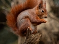 Highly-Commended-Tufty-David-Barnett_et