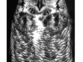 Eagle owl