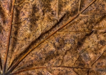 autumn leaf p0st edit_et