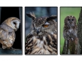 Owl triptych_et