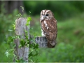 tn_Tawny Owl