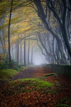 2024-poty-2-Misty-woodland-Ian-Clay_et