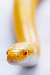Jill Davies 1 snake_et