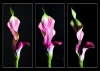 Lightroom (_JIL8999.NEF and 2 others)
