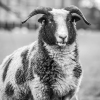 tn_Jill Davies - 2nd mono FandF Nov 2014