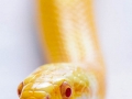Jill Davies 1 snake_et
