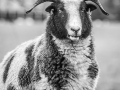 tn_Jill Davies - 2nd mono FandF Nov 2014