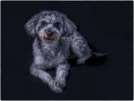 Arlo-_et