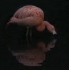 a touch of pink_easythumb