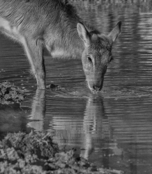 at the waterhole _easythumb