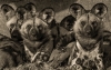 painted dogs 2-Edit_et