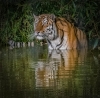 taking a dip_easythumb