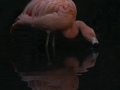 a touch of pink_easythumb