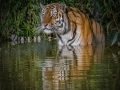taking a dip_easythumb