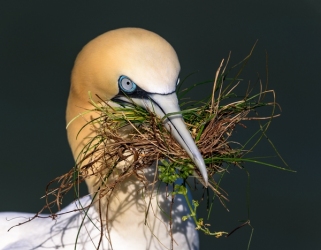 Gannet_et