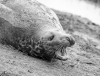 Protective mother seal Marie Rollitt-_et