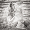 Water Fight Marie Rollitt-_et