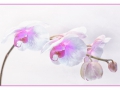 Orchid Marie Rollitt_tn.JPG