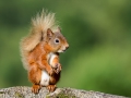 tn_Marie Rollitt Cheeky Chap
